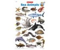 Sea Animals