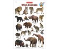 Wild Animals