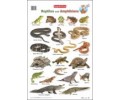 Reptiles and Amphibians