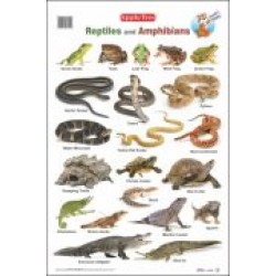 Reptiles and Amphibians